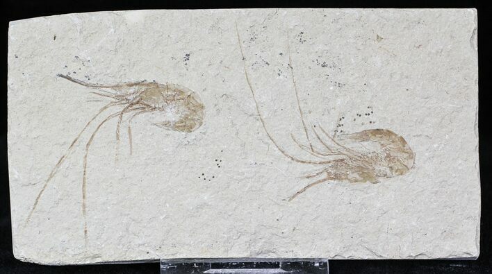 Cretaceous Fossil Shrimp Carpopenaeus - Lebanon #22866